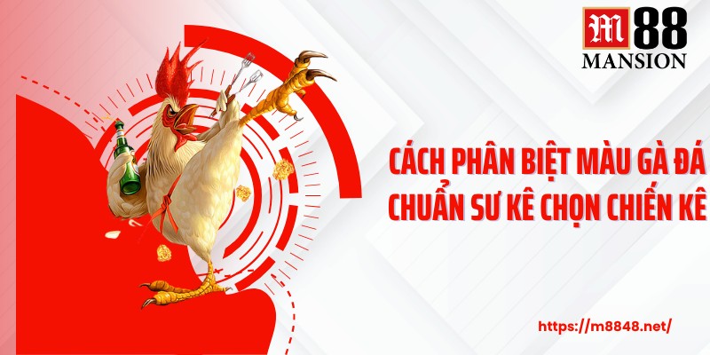 Cách Phân Biệt Màu Gà Đá Chuẩn Sư Kê Chọn Chiến Kê
