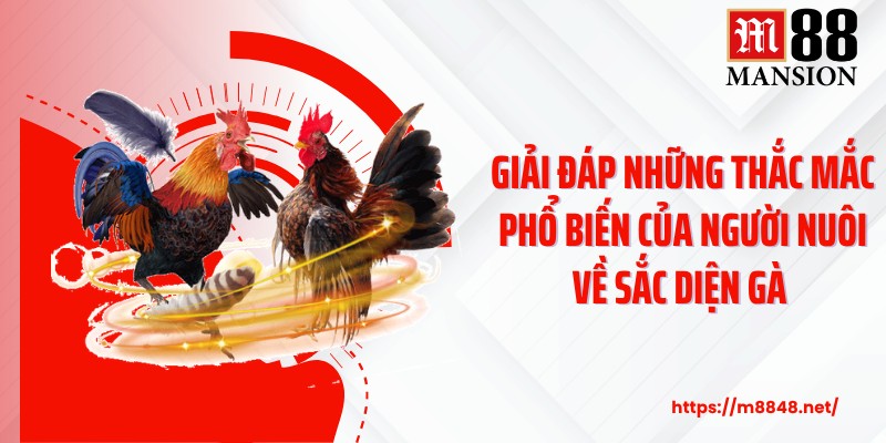 Giải đáp những thắc mắc phổ biến của người nuôi về sắc diện gà 