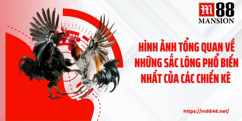Hình ảnh tổng quan về những sắc lông phổ biến nhất của các chiến kê 